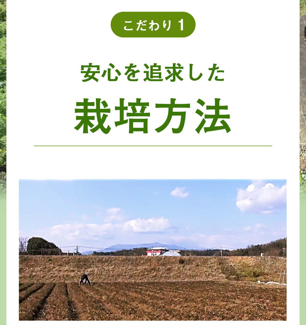 ピカベジ とくべつな真・くれない人参ジュース 1箱(100ml×30パック)