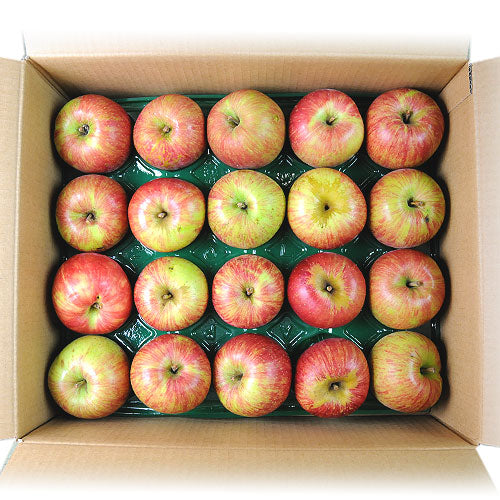 選べる特典付き! ヒューロムスロージューサー H70FT (ホワイト)